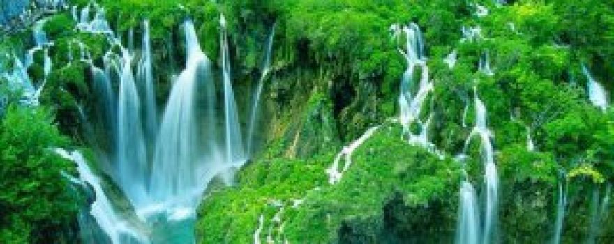 Dibon Forest
