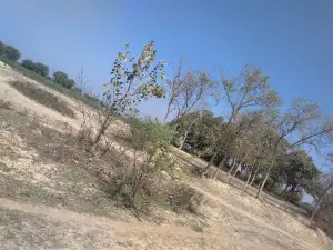 Pashi baba Mandir