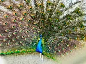 Astara Bird Park