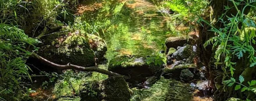 Foret de Camors