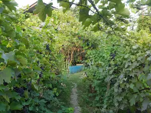 Parc Pîrjota