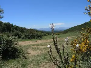 Forêt de yakouren - Tizegi n- I3akuren - غابة ياكوران