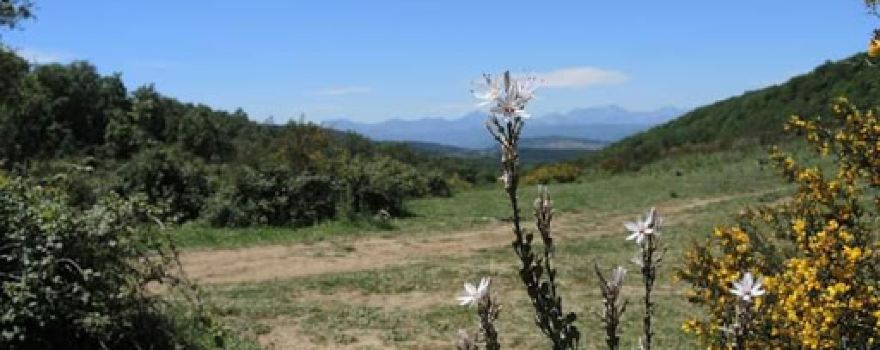 Forêt de yakouren - Tizegi n- I3akuren - غابة ياكوران