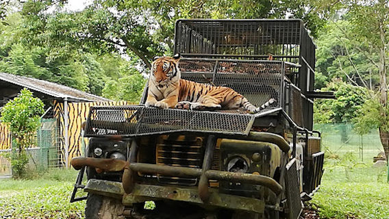 AFamosa Animal World Safari