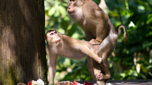 Uncle Tan's Wildlife Camp
