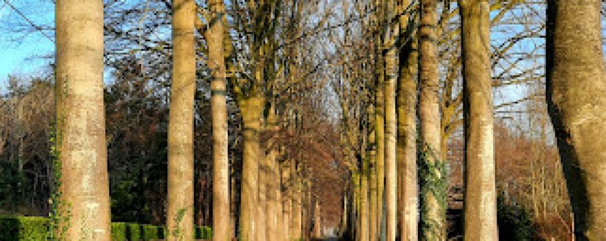 Ryckevelde forest