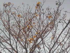 Viera Agrocereais