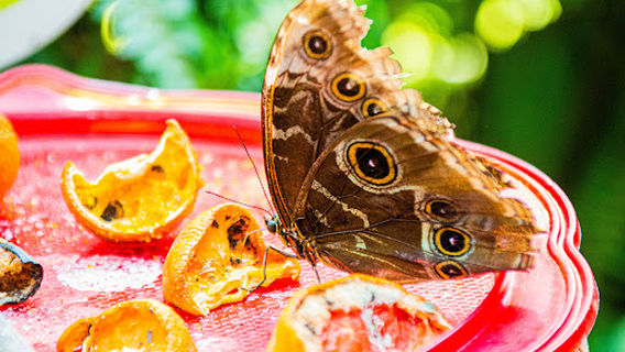 Kelebekler Vadisi Çicek Bahçesi