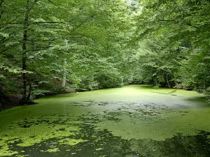 Lake Sazlı