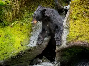 Anan Creek Wildlife Viewing Site