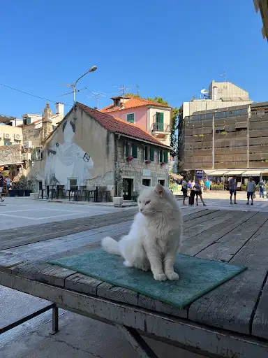 Cat Cloud