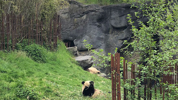 Stages petits futés de la nature Pairi Daiza