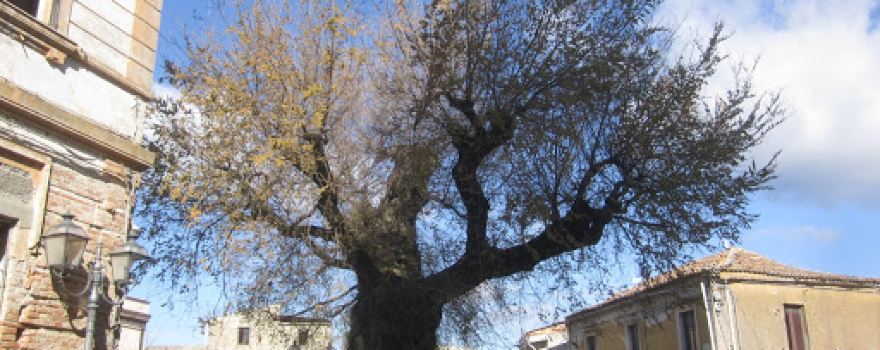 Olmo Secolare di San Lorenzo
