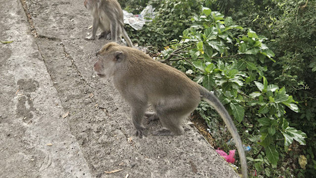 Pusuk Forest Viewpoint