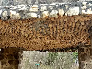 Pin Oak Fountain
