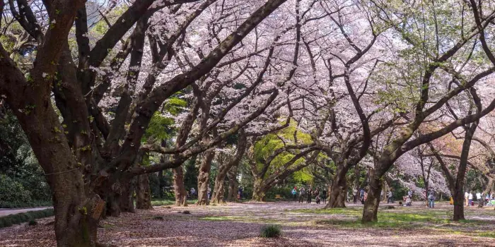 Shinjuku Gyoen National Garden image 2