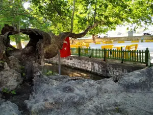 Zeyne Şarlak Pınarı