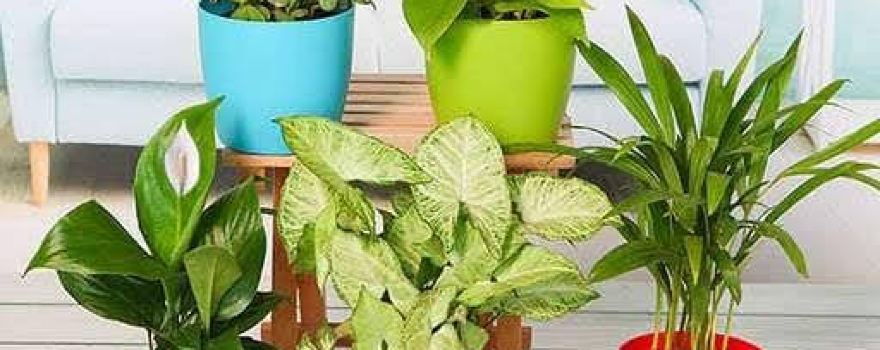 Mukhiya Plant nursery dhaulri