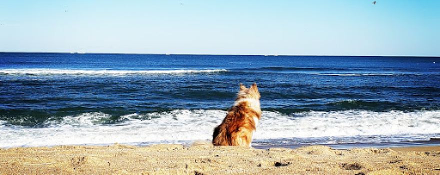 Hillcrest Public Beach Access