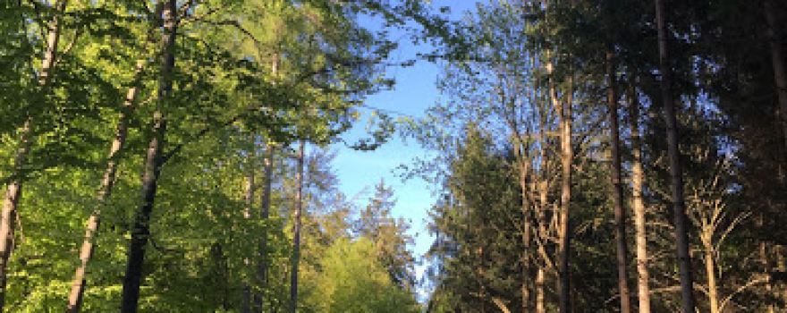 Forêt du Grand Belmont