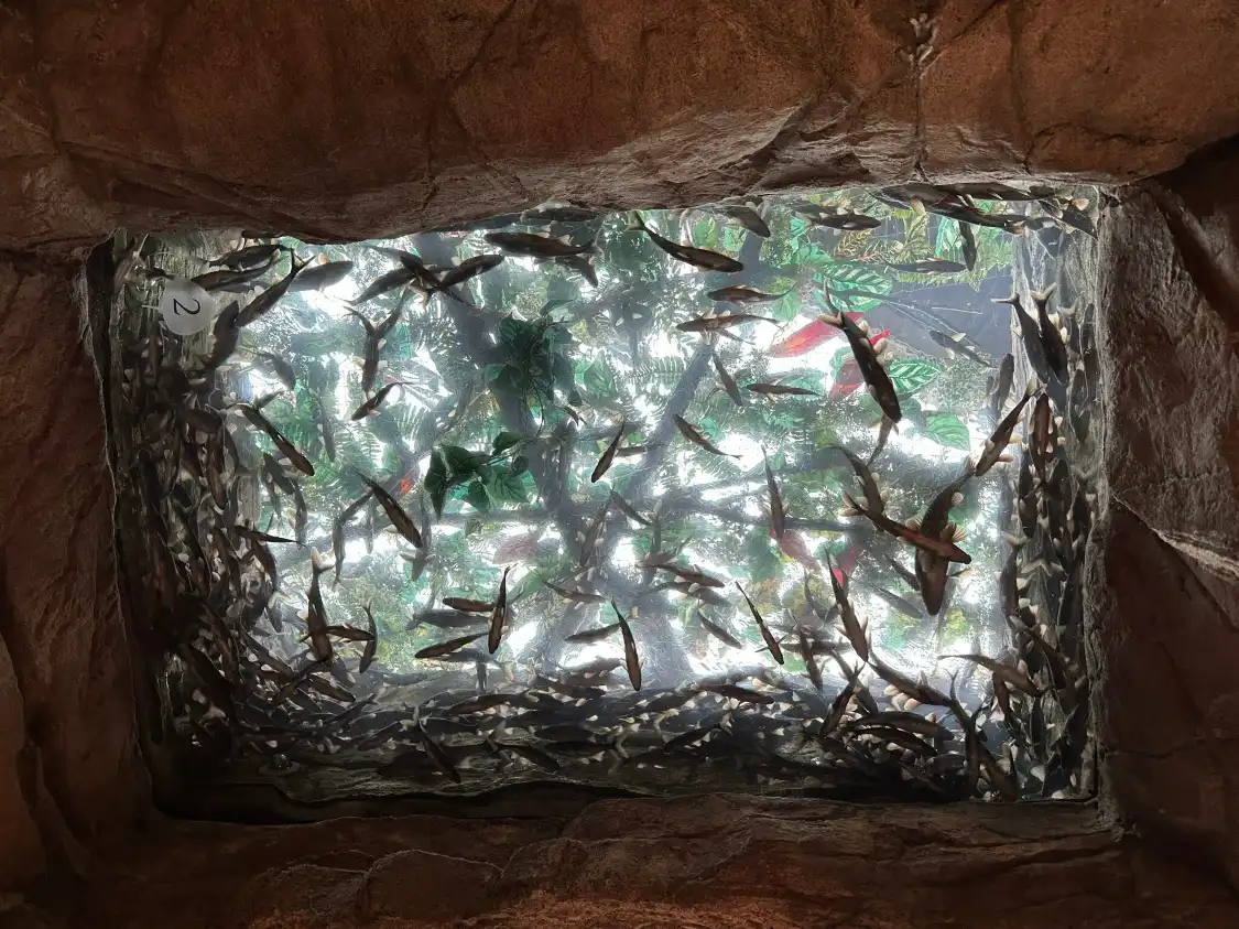 Hotels near Downtown Aquarium