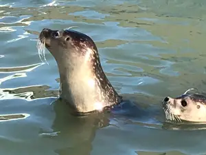 Natureland Seal Sanctuary (Skegness)