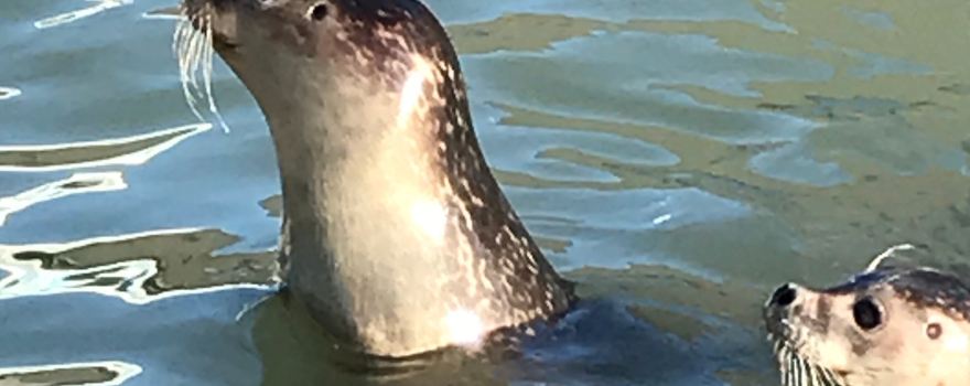 Natureland Seal Sanctuary (Skegness)