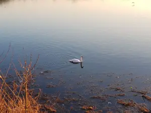 エロン公園
