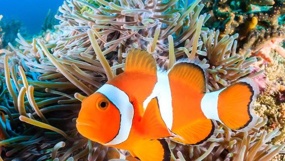 Acquario di Livorno