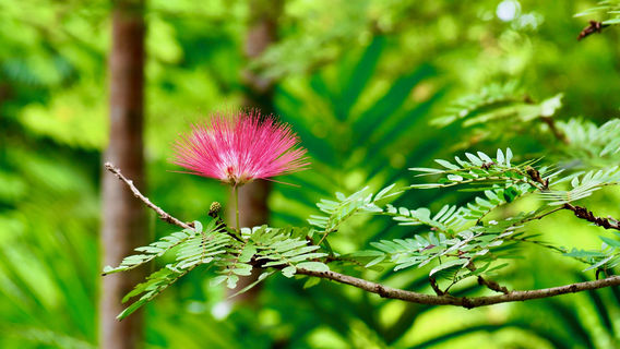 Garden of the Groves