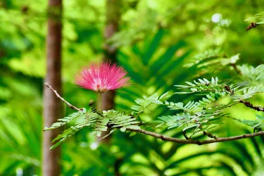 Garden of the Groves