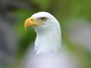 Condor Park