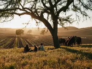 Cass Winery