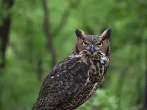 World Bird Sanctuary