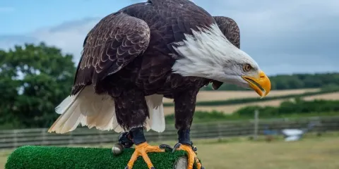 Hawkridge Bird of Prey Centre