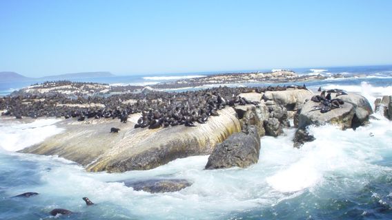 Drumbeat Charters South Africa