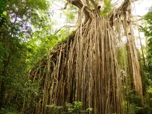 Curtain Fig National Park