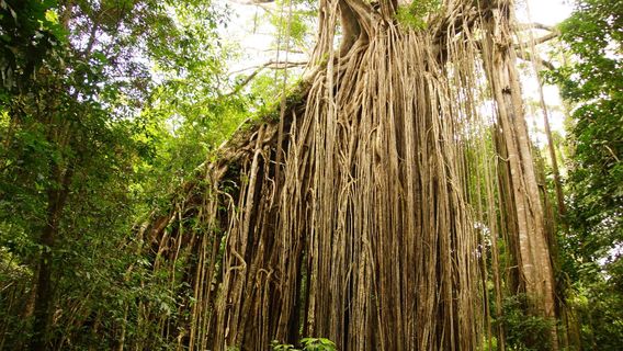 Curtain Fig National Park