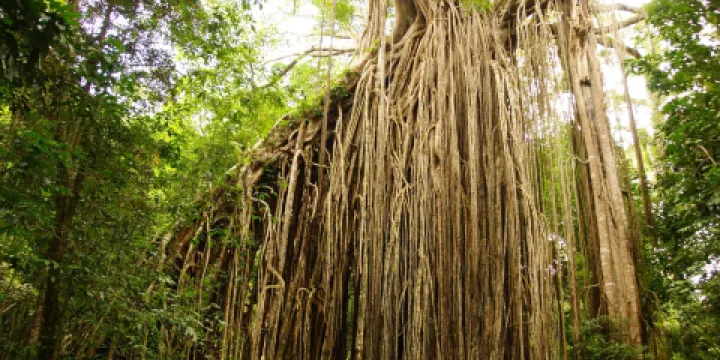 Curtain Fig National Park