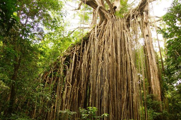 Curtain Fig National Park