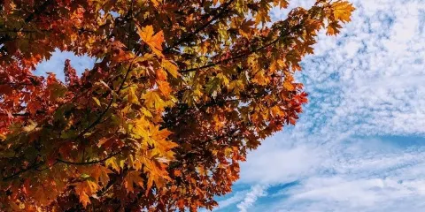Elkins Depot Welcome Center