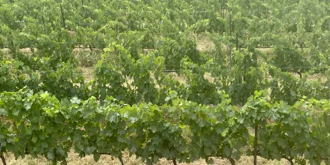 Drei Dona -Tenuta La Palazza