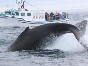Freeport Whale & Seabird Tours