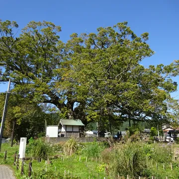Giant Zelkova of Nose
