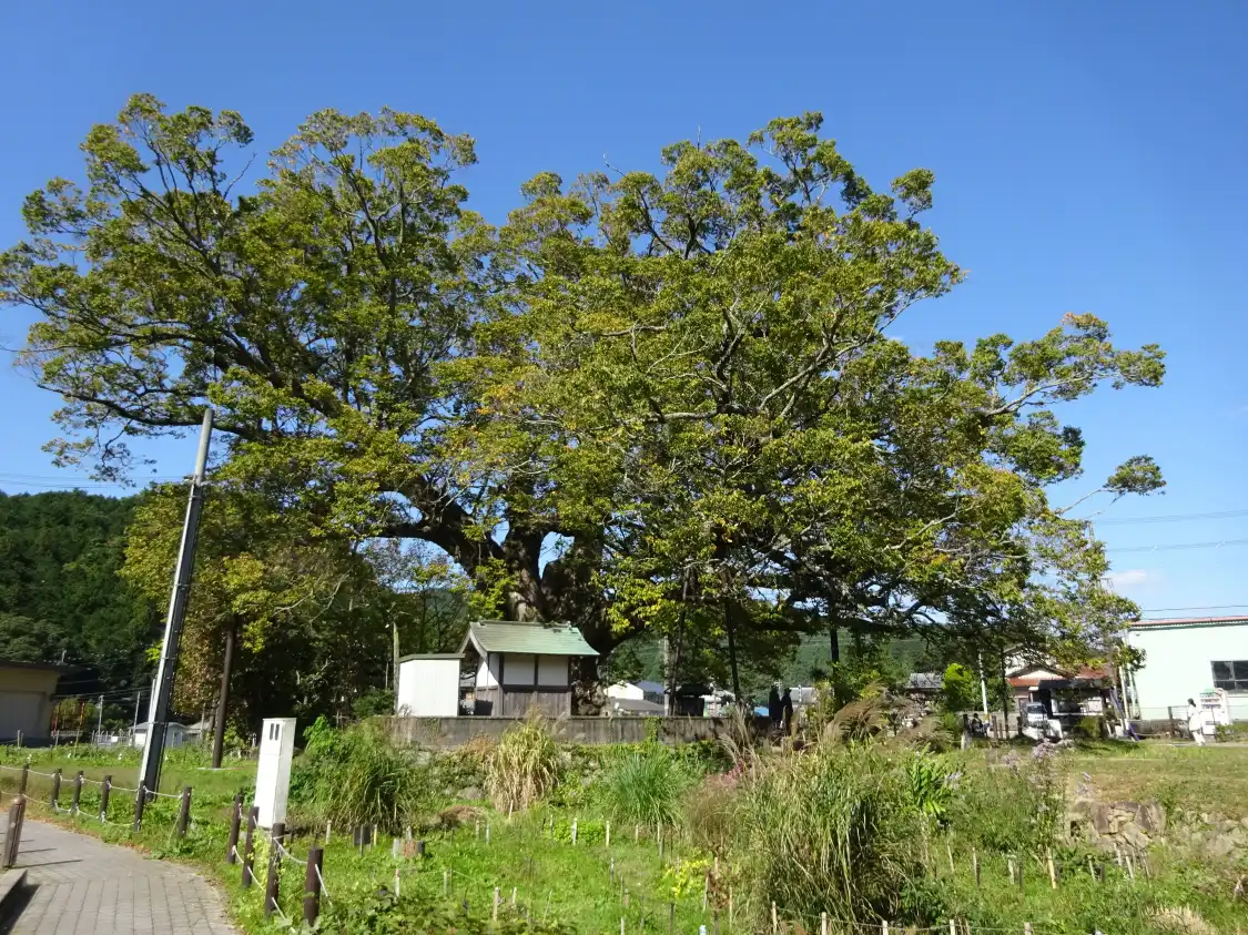 Hotels near Giant Zelkova of Nose