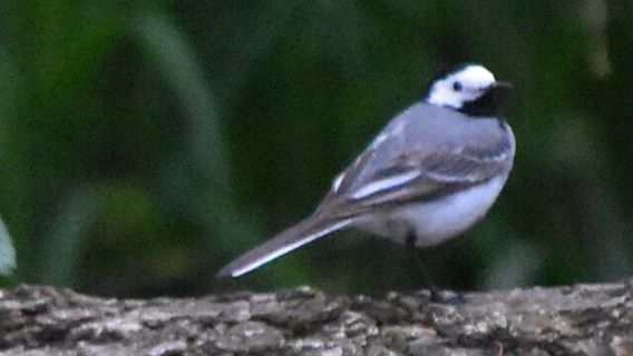Bevertocht in de Biesbosch