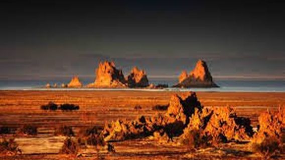 Dolphin Excursions Djibouti