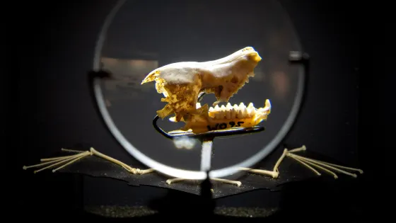 Waitomo Caves Museum and Discovery Centre