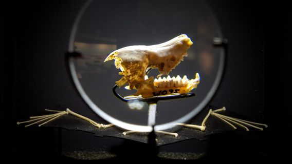 Waitomo Caves Museum