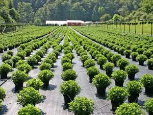 Kim's Greenhouse